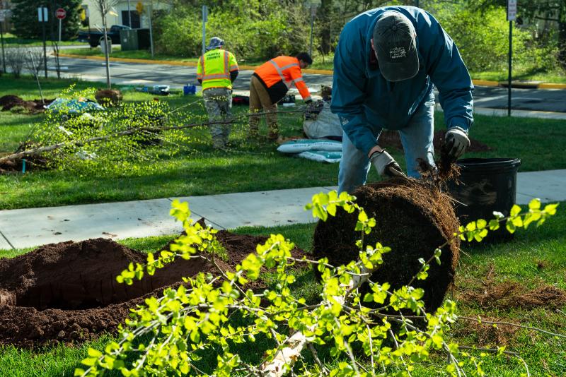 tree planting event