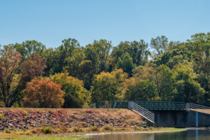 photo of trees near open lake with pedestrian bridge 