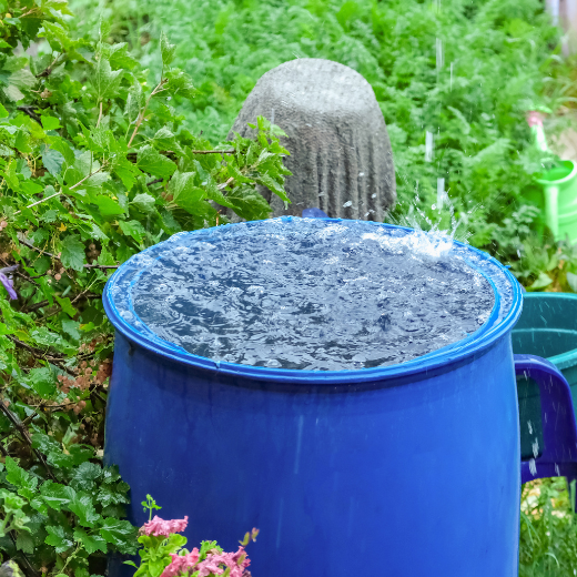 rain barrel filled with water