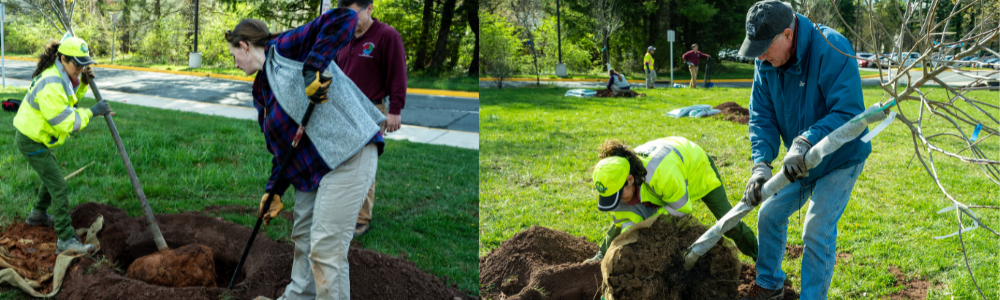 tree planting collage
