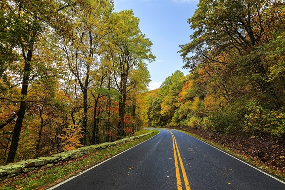 road with trees