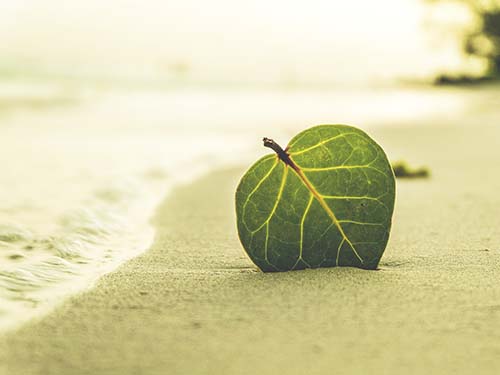 leaf on sandy beach