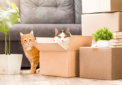 cats in moving boxes
