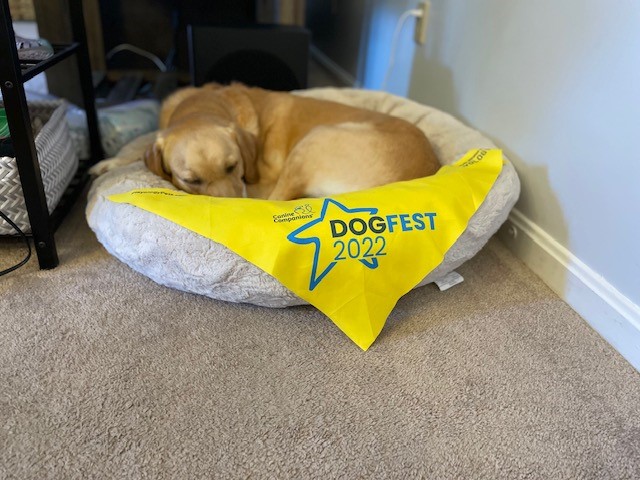 Rylynn Sleeping with Dog Fest 2022 banner