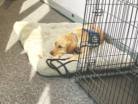 Rylynn at Pennino office laying on taupe bed next to dog crate