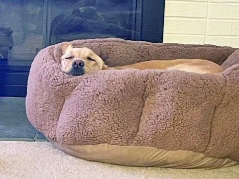 Rylynn napping in wall bed