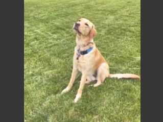 screenshot of video - Rylynn barking
