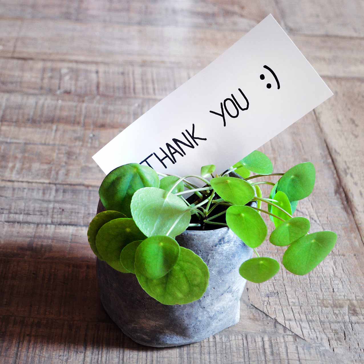 plant with thank you note