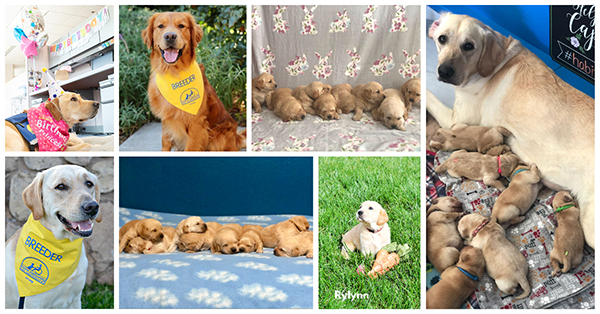 Collage of R Litter 