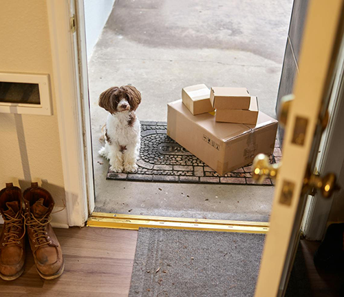dog and packages at front door