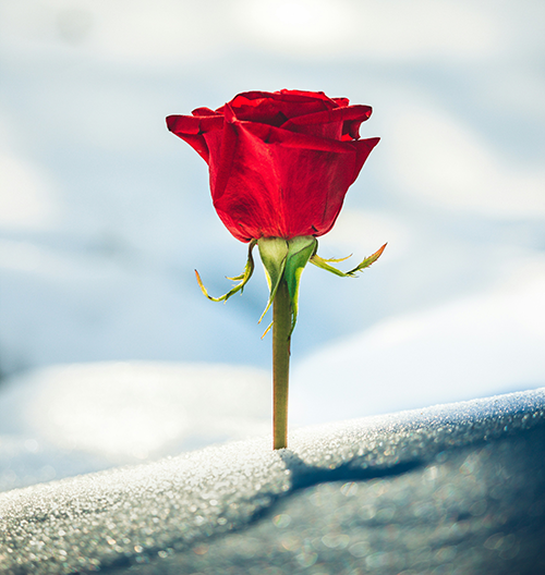 rose in snow