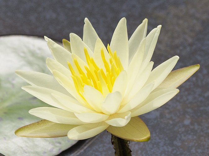 lotus flower