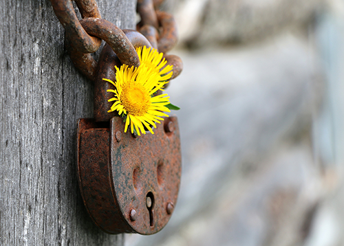 lock-with-flower-web