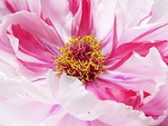 photo of pink peony