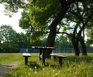bench in a park