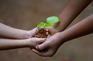 Hands holding plant