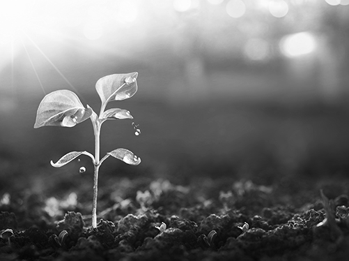 sunlight shining light on plant sprouting out of soil