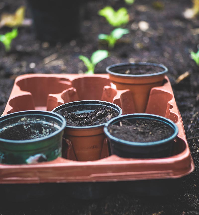 Photo of disposable garden pots