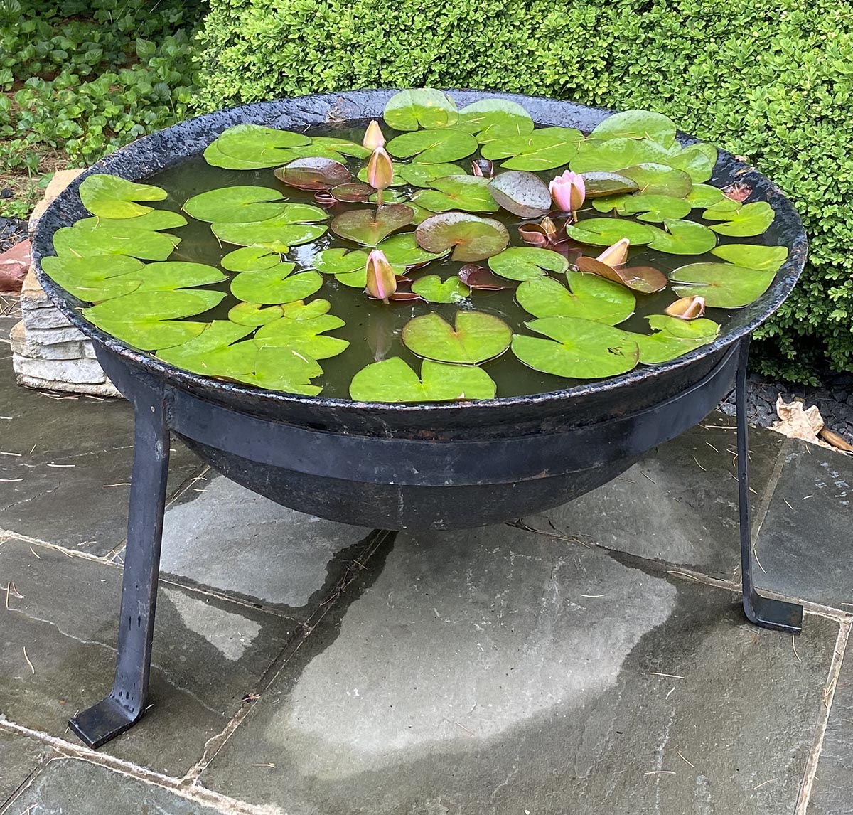 Photo of water lilies growing in an antique sugar kettle.