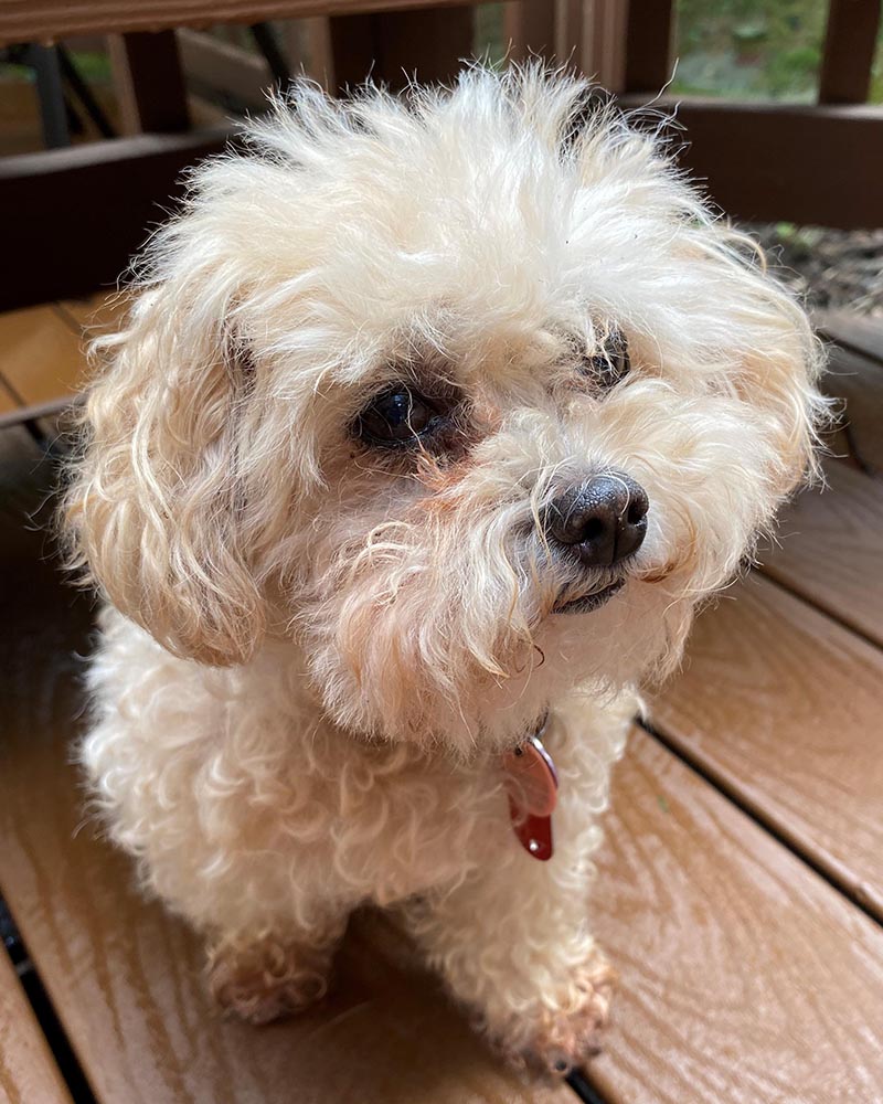 Photo of a small fluffy white dog.