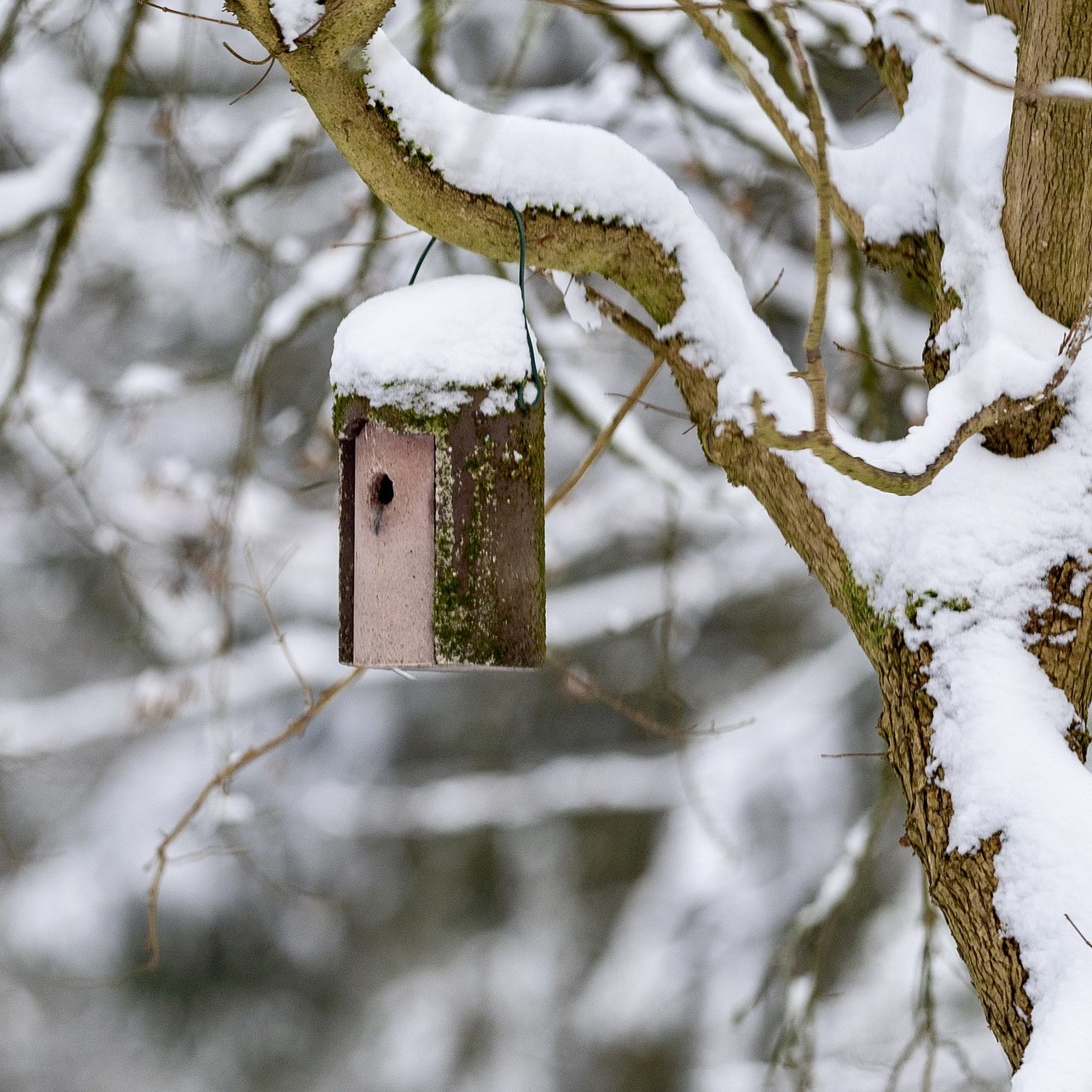 bird house in the snow