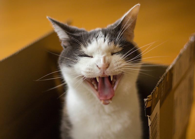 Photo of a cat sitting in a cardboard box