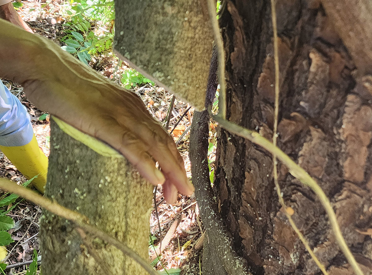 Photo of a hand resting on the stump of a cut vine to demonstrate its size.