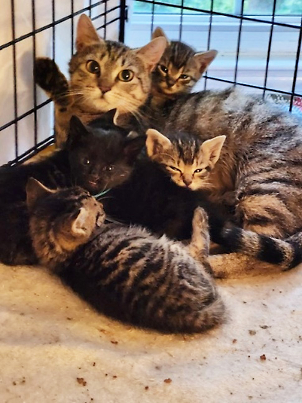 Photo of the mother cat and kittens rescued by Juli Verrier.