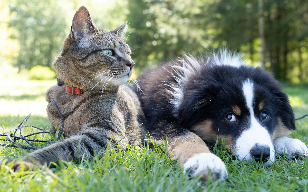 Photo of a cat and dog laying in the grass together outdoors looking contented.