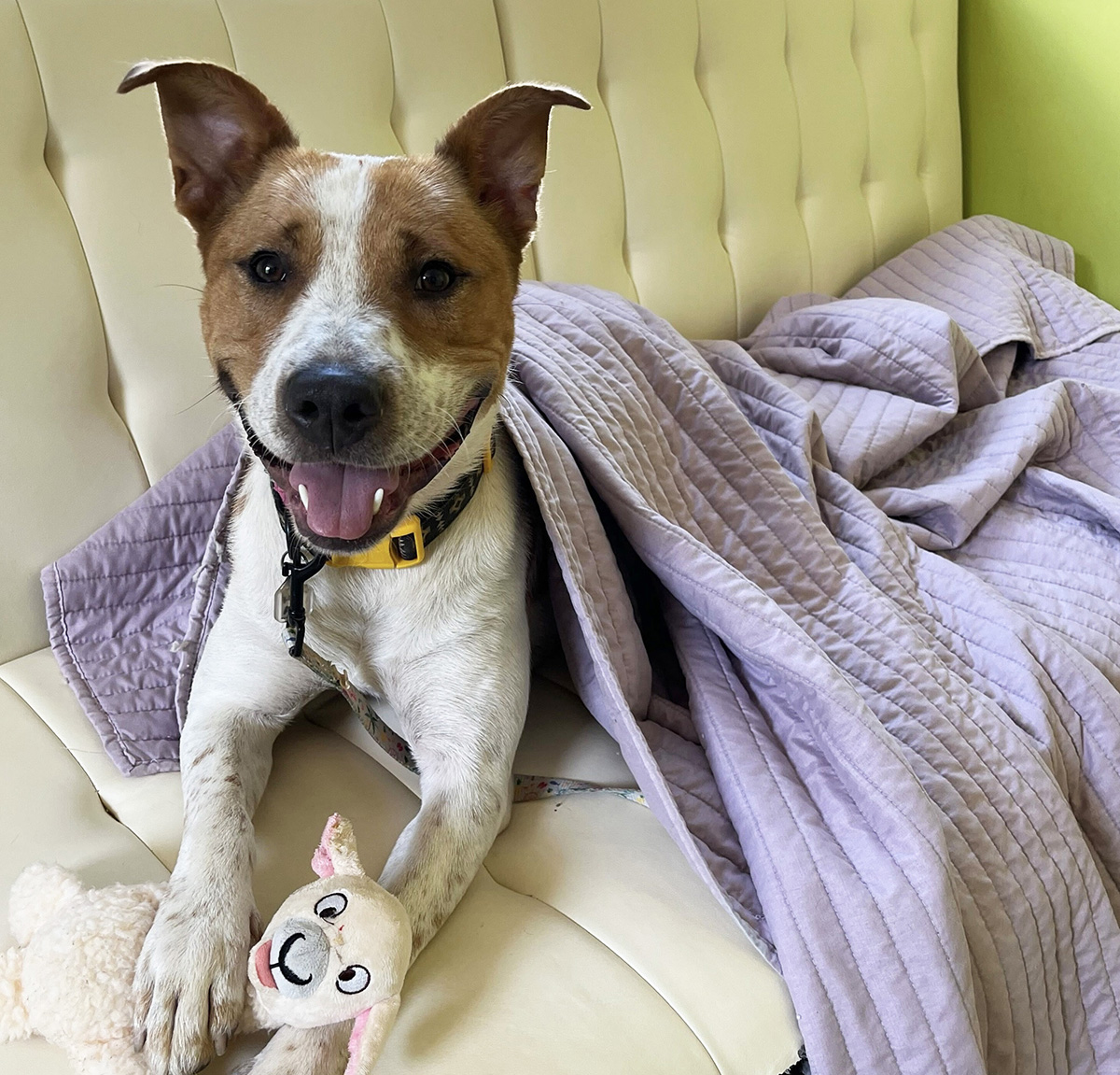 A smiling dog lies on a sofa under a blanket with a toy between his front paws.