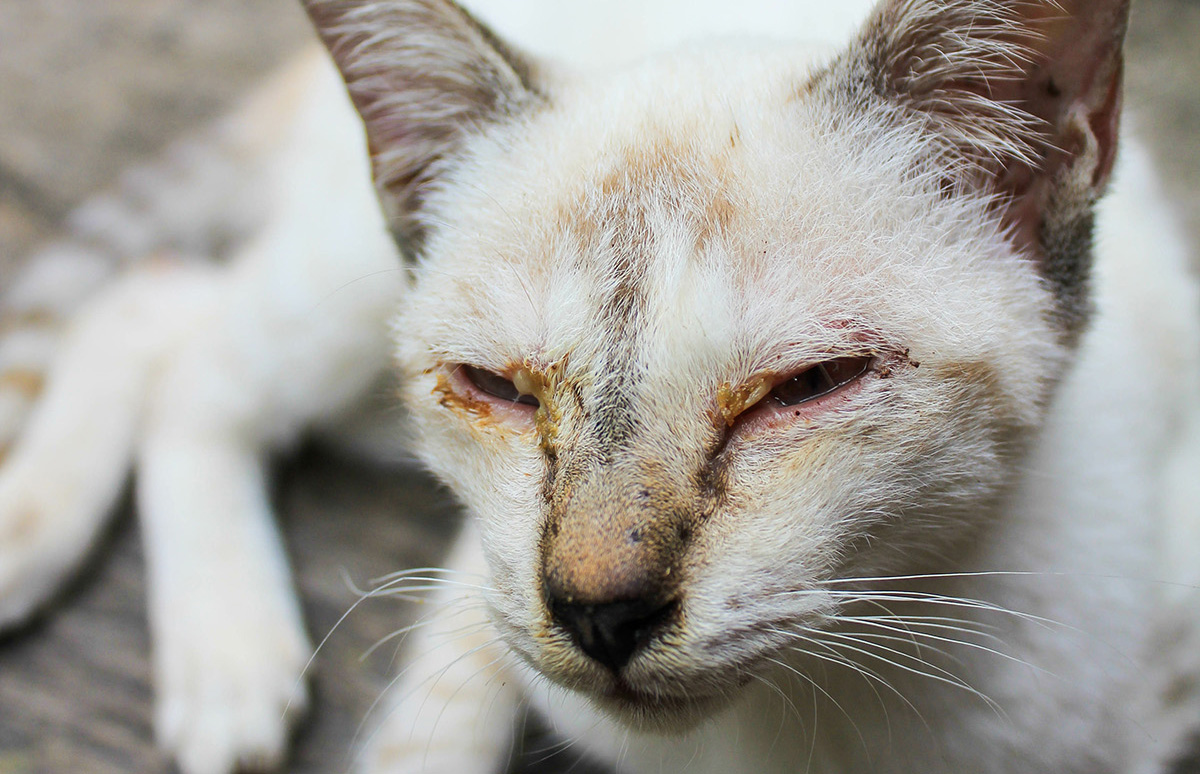 Photo of a cat who is clearly suffering from illness.