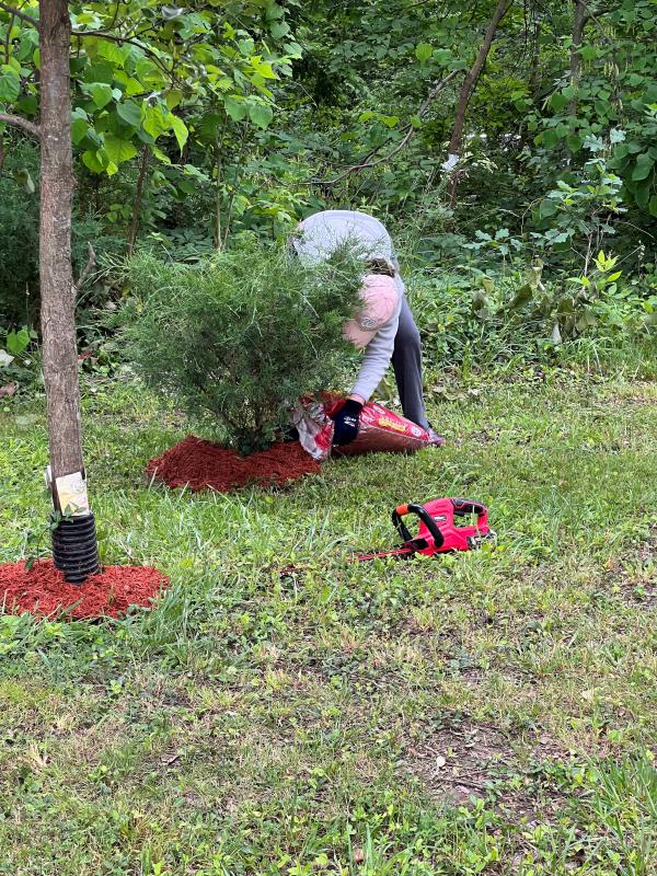 Volunteer spreads mulch around a shrub. 