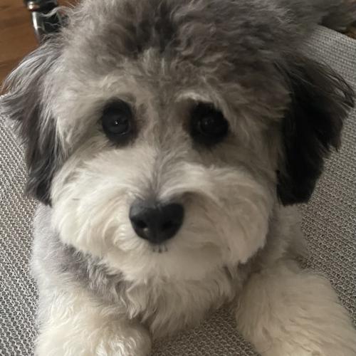 Suki
