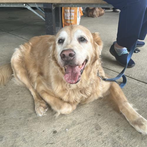 Golden Retriever