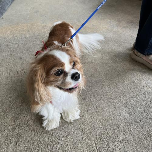 small brown and white dog