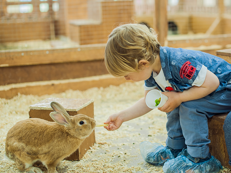 Young child feeds a rabbit