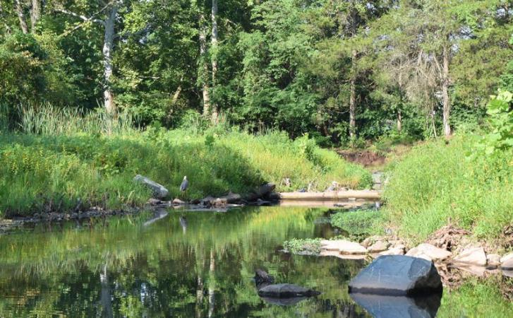 Image of a Fairfax County stream