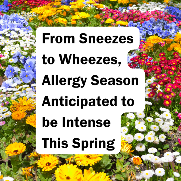 From Sneezes to Wheezes, Allergy Season Anticipated to be Intense This Spring