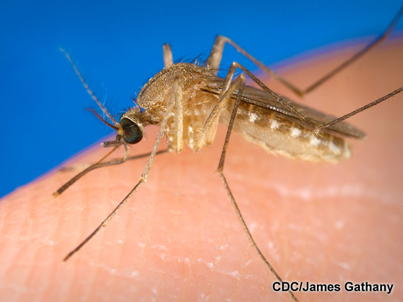 Culex quinquefasciatus mosquito on a human finger