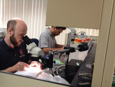 Two Disease Carrying Insect Program staff members sit at desk. One is looking into a microscope.