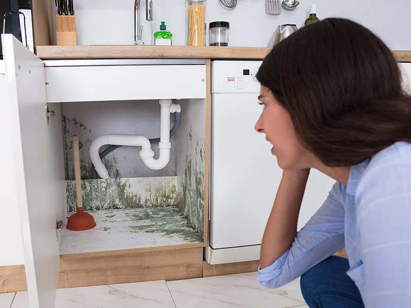 Mold in cabinet under kitchen sink