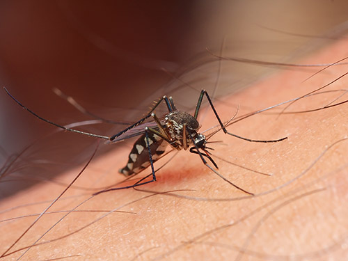 Close up of mosquito on human body