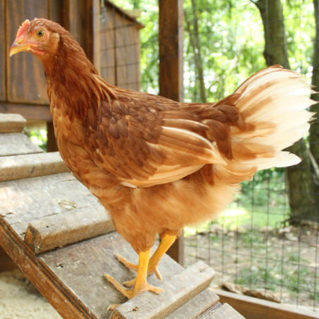 A chicken walks up a ramp into a chicken coop.