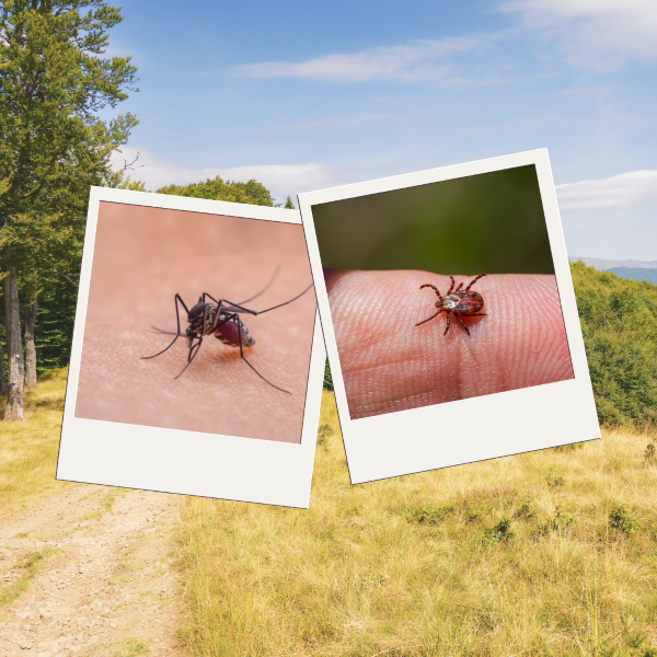 Images of a mosquito and tick on skin