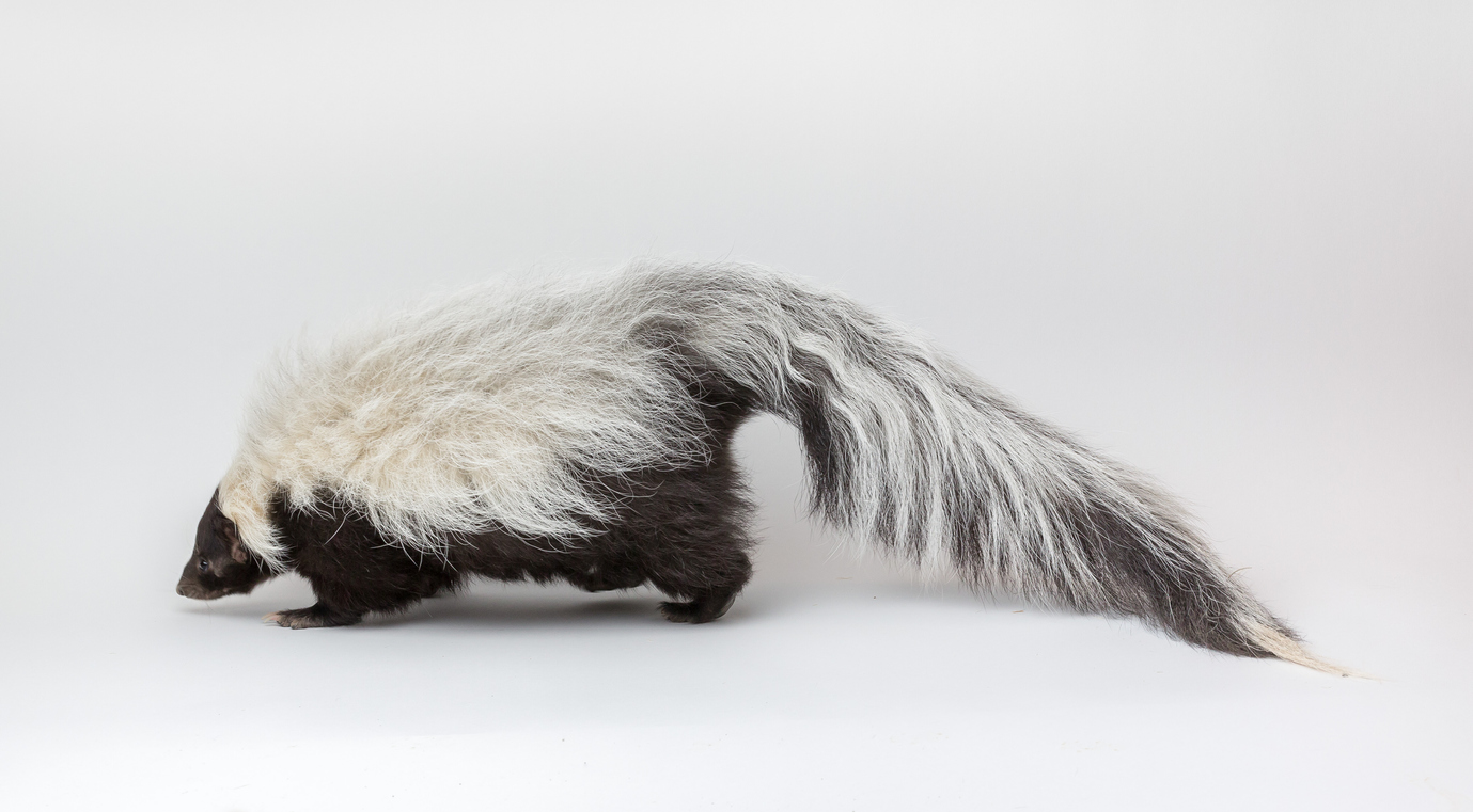 Skunk