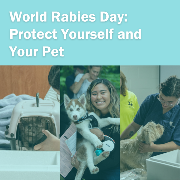 World Rabies Day: Protect Yourself and Your Pets