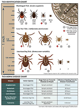 Human Parasite Identification Chart