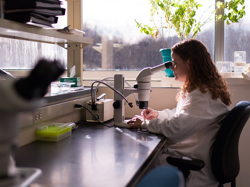 Woman looks into a microsope at a desk