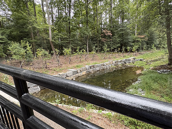 Old Courthouse Spring Branch stream restored