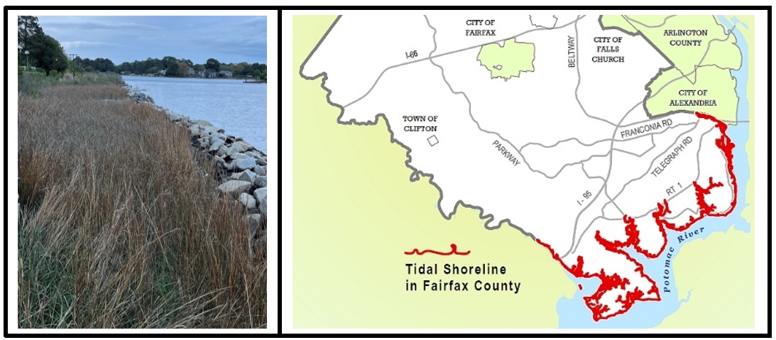 Living Shoreline Fairfax County